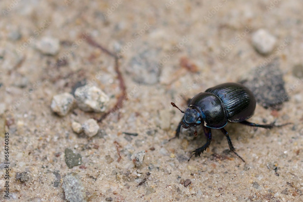 Macro shot of a common dung beetle walking in the sand Macro shot of a common dung beetle walking in the sand