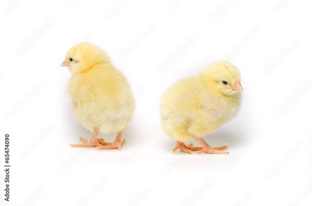 Two Little chicken isolated on white background Two Little chicken isolated on white background