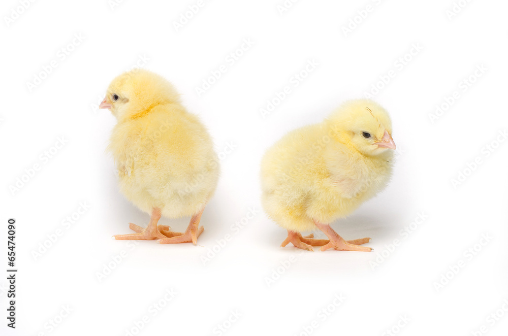 Two Little chicken isolated on white background