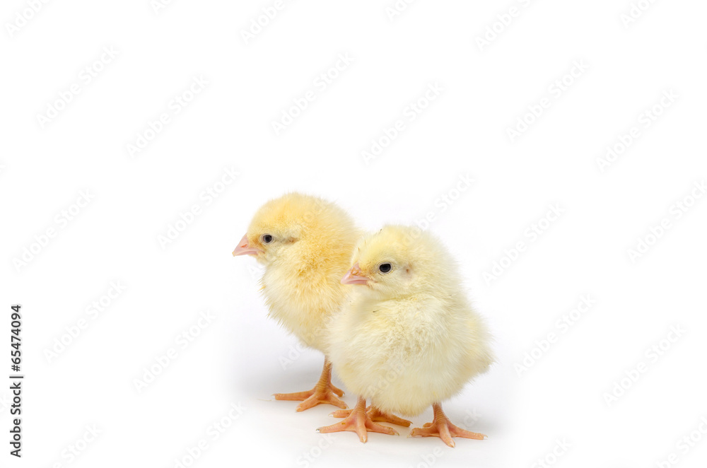 Two Little chicken isolated on white background