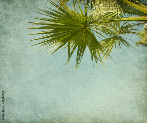 Old paper with palm tree