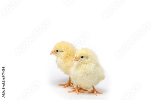 Two Little chicken isolated on white background