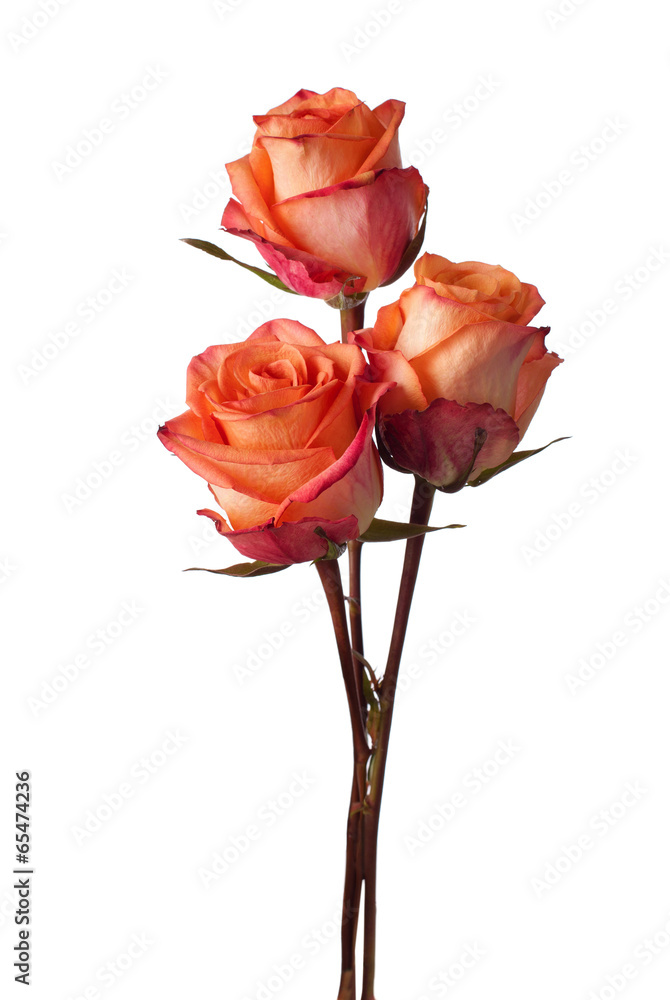 Three orange roses isolated on white background.