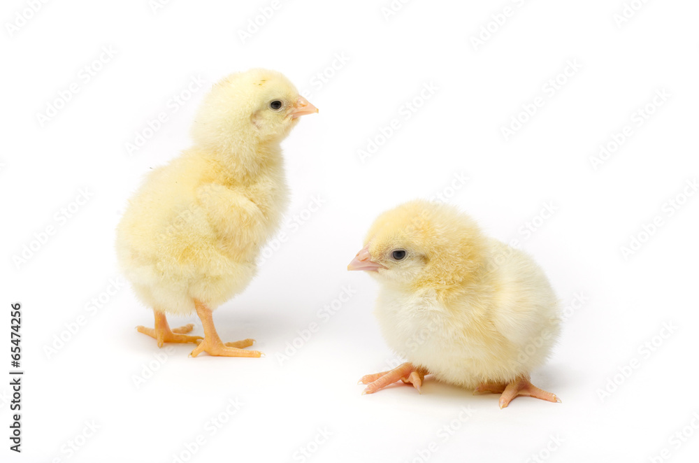 Two Little chicken isolated on white background Two Little chicken isolated on white background