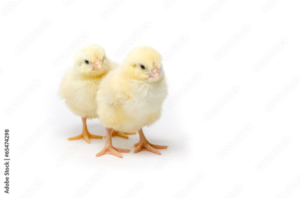 Two Little chicken isolated on white background Two Little chicken isolated on white background