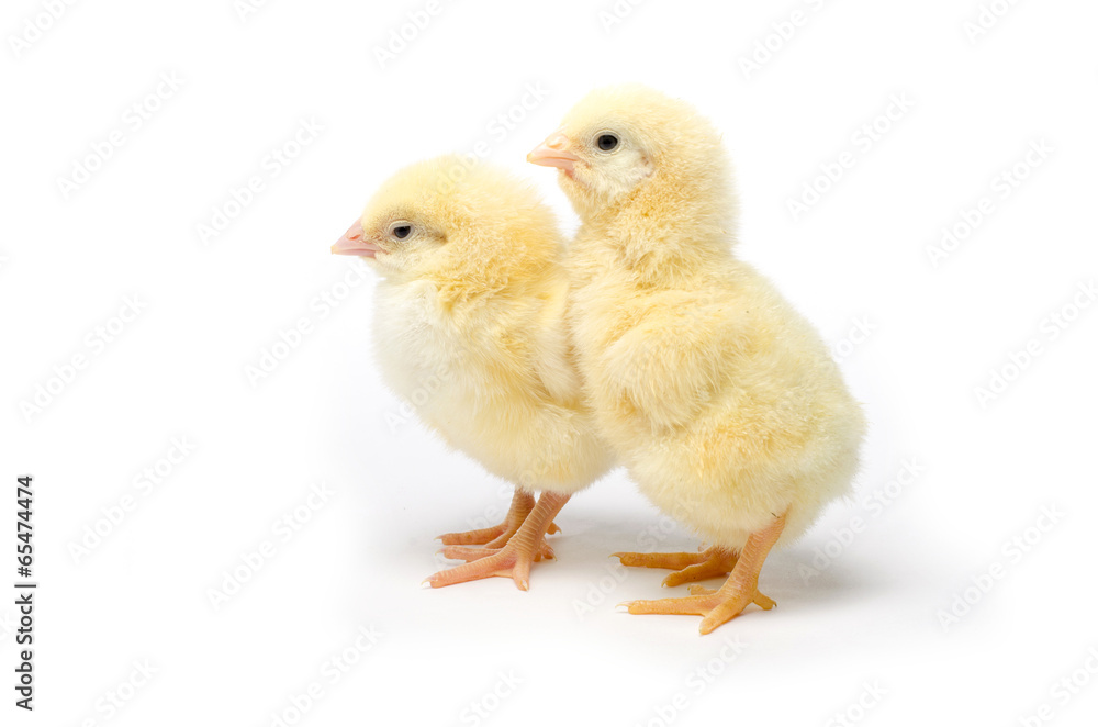 Two Little chicken isolated on white background Two Little chicken isolated on white background
