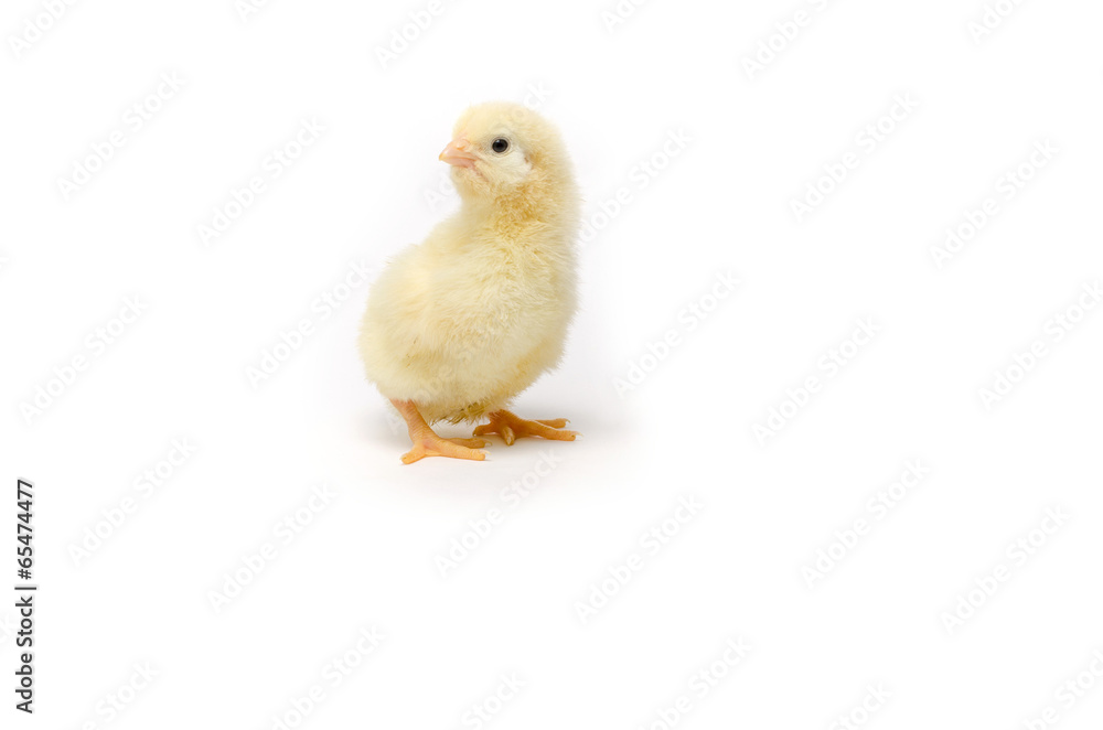 Little chicken isolated on white background Little chicken isolated on white background