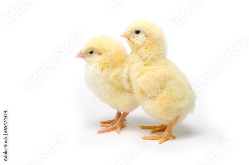 Two Little chicken isolated on white background © Wanich