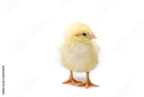 Little chicken isolated on white background © Wanich