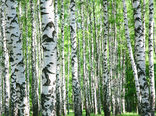 Trunks of birch trees in spring