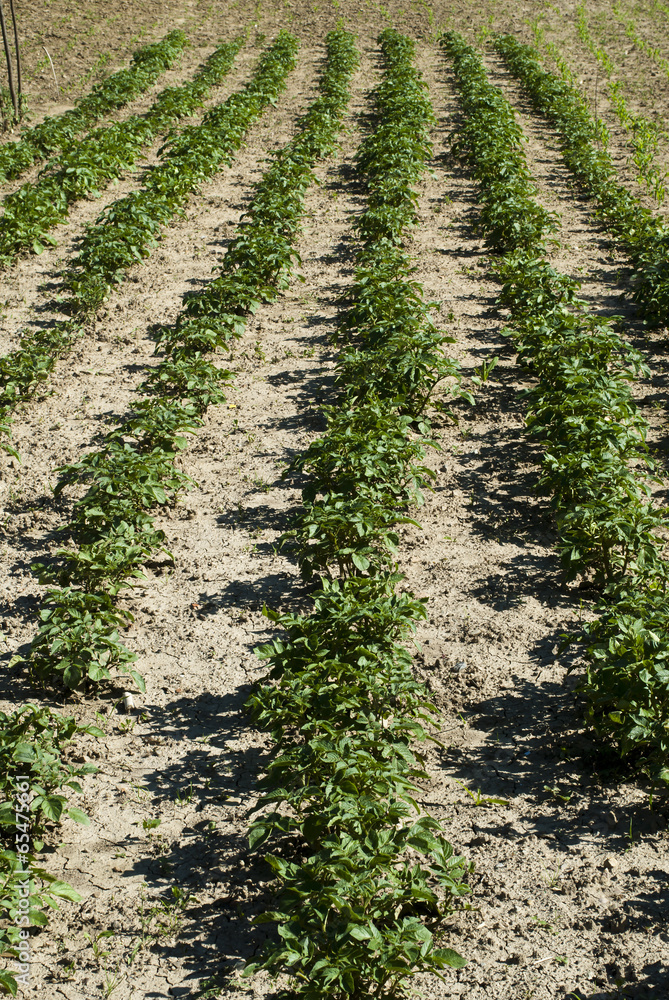 potatoes in the garden potatoes in the garden