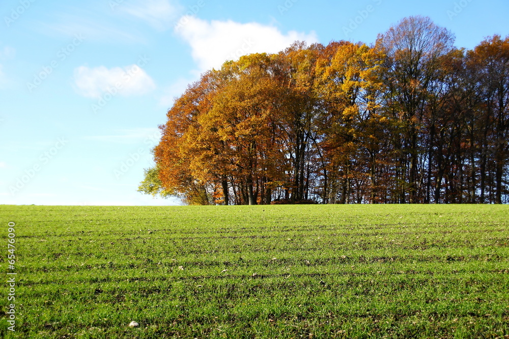 Herbstwald und Feld
