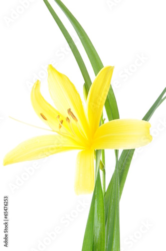 Yellow lily flower head with leaves white background