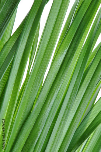 Green leaves of lily flower on white background