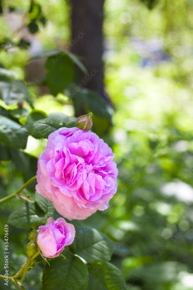 Rosa Centifolia (Rose des Peintres) flower closeup Stock Photo | Adobe Stock