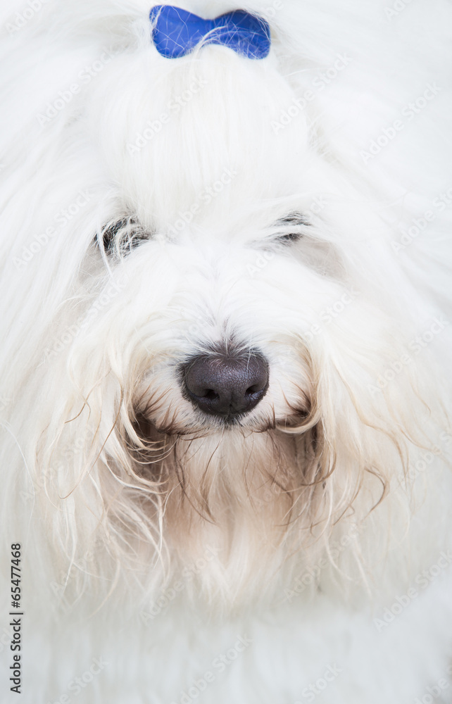 Haare ohne Ende - weißer Hund - Coton de Tulear