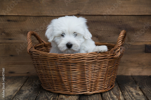 Welpe der Hunde Rasse Coton de Tulear photo