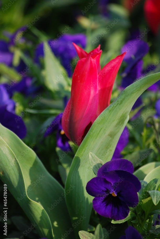 Naklejka premium Tulip and violet