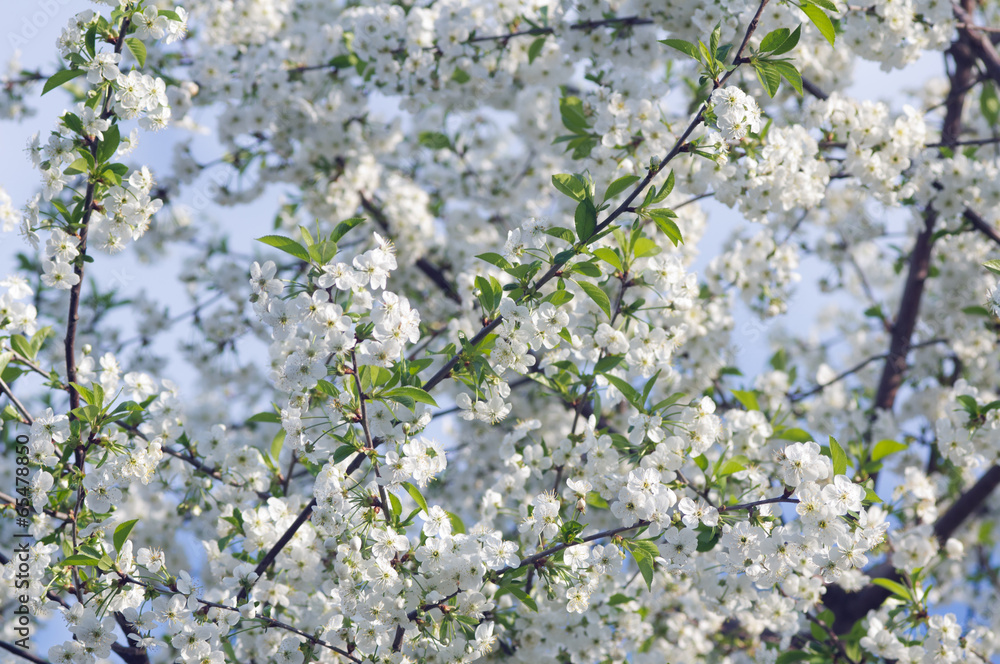 Blossoming tree of a cherry in the spring Blossoming tree of a cherry in the spring
