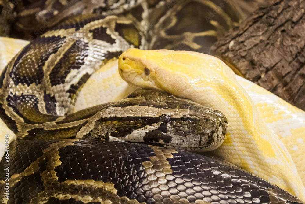 Snakes Snakes