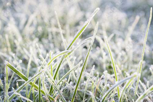 Frost on grass © bruno135_406