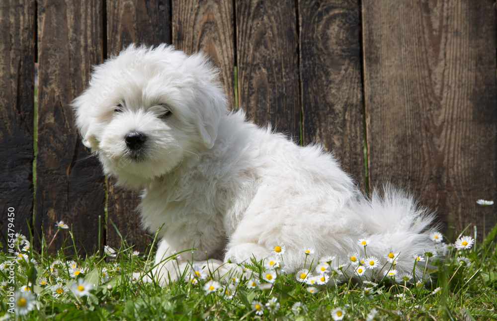 Kleines Hundebaby wie ein Malteser Coton de Tulear StockFoto