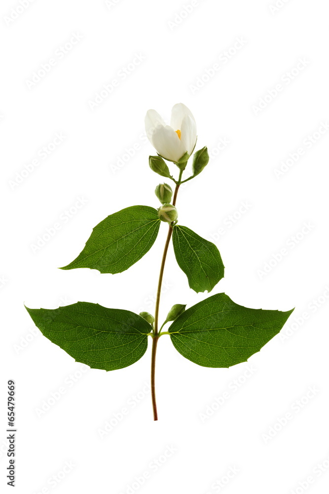 Sprig of flowering jasmine. Sprig of flowering jasmine.