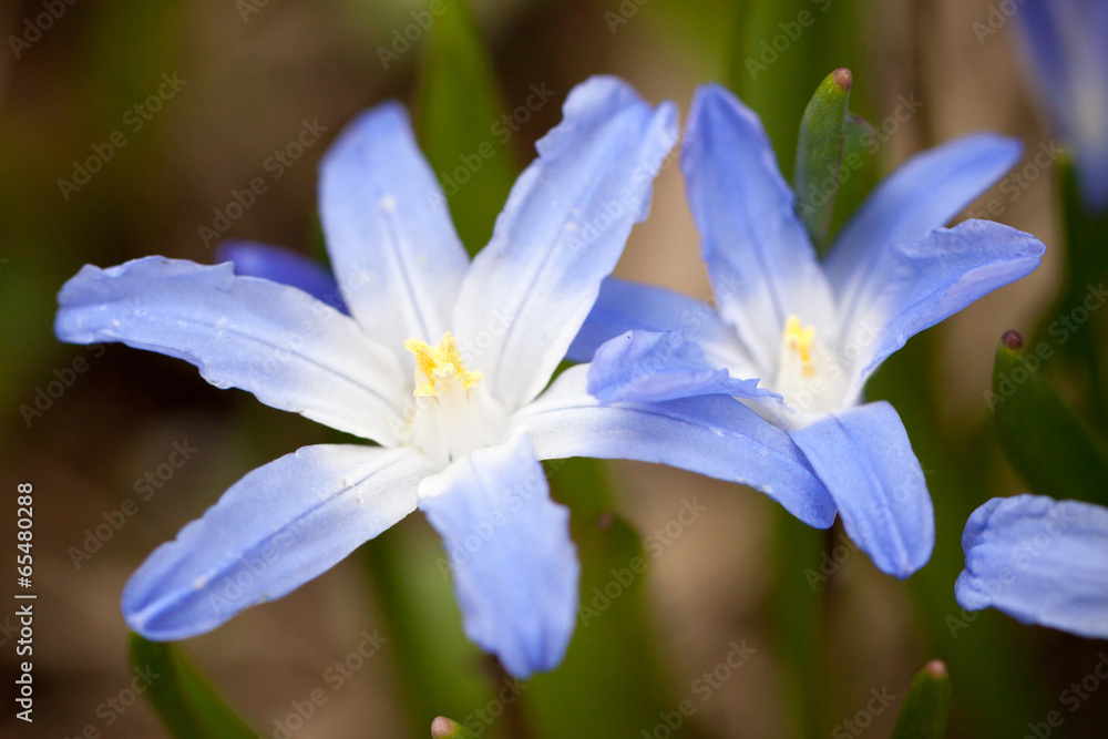 First Spring flowers - blue Scilla siberica First Spring flowers - blue Scilla siberica