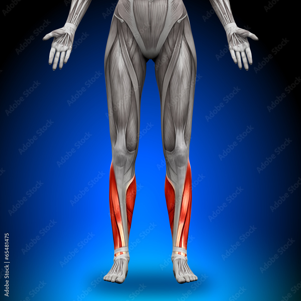 Obraz premium Calves - Female Anatomy Muscles