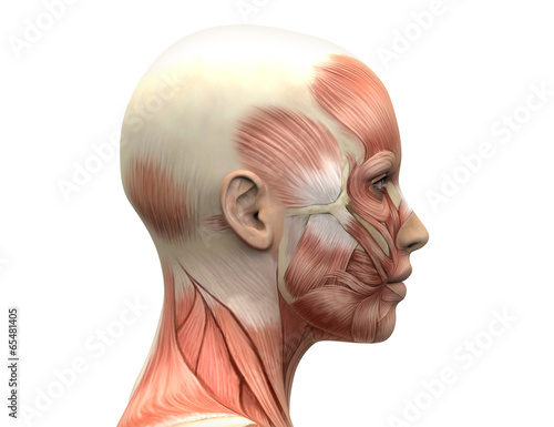 Female Head Muscles Anatomy - Side view