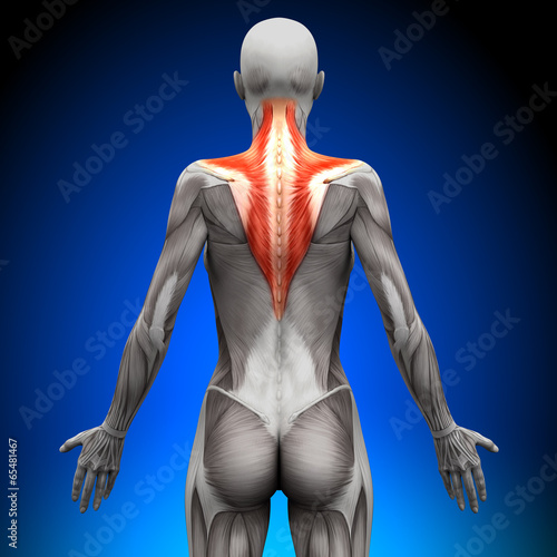 Obraz na plátně Trapezius - Female Anatomy Muscles