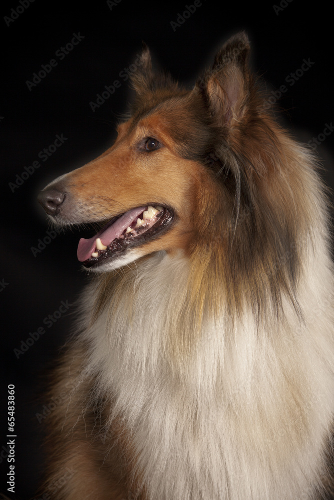 Rough Collie Rough Collie