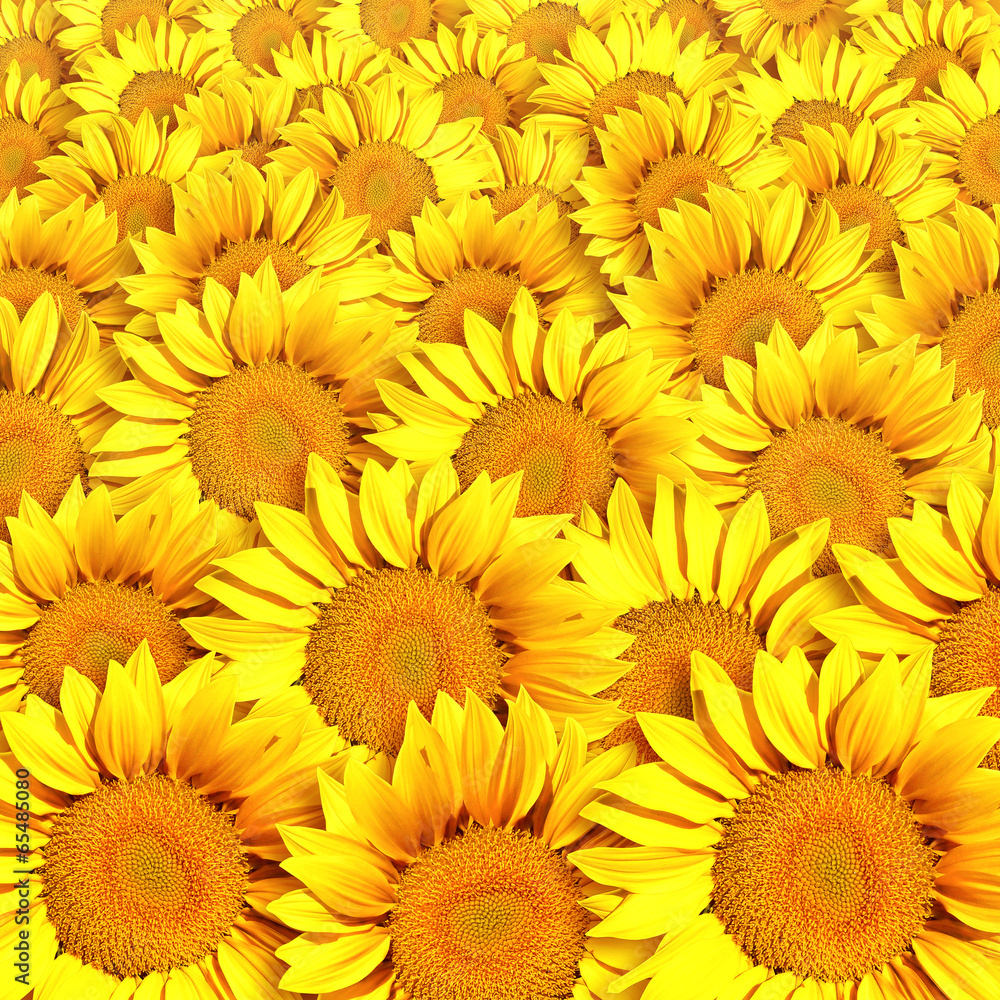 Obraz premium Sunflowers