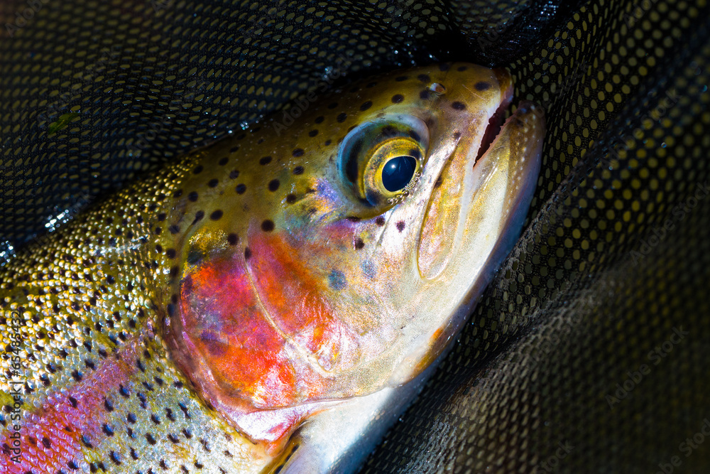 Naklejka premium Native Deschutes Redside Rainbow Trout