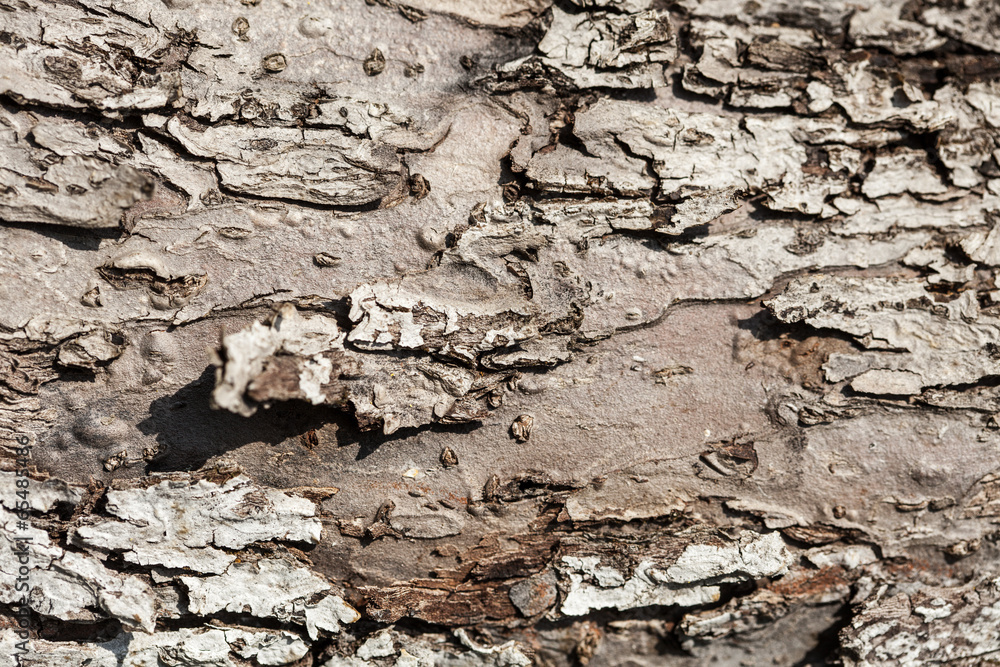 Nature. Bark of old tree as background texture Nature. Bark of old tree as background texture