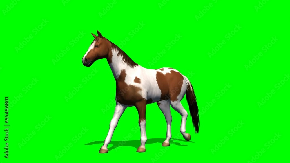 Horse walks - green screen Horse walks - green screen