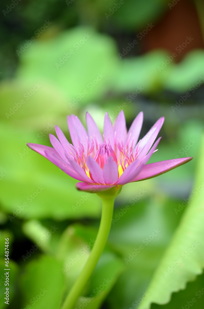 Pink lotus blossoms or water lily flowers blooming on pond Pink lotus blossoms or water lily flowers blooming on pond