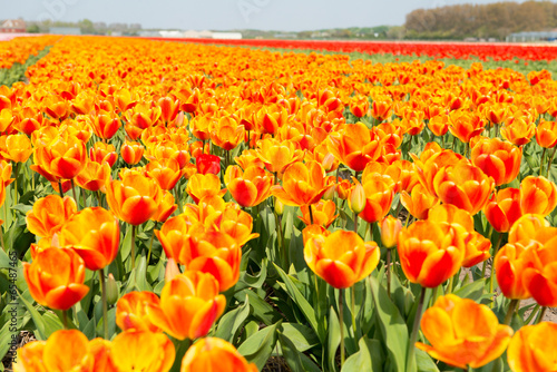 Photography Champs de tulipes en Hollande