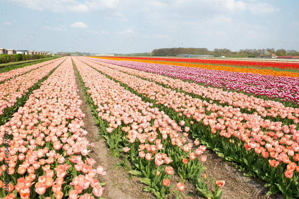 Champs de tulipes en Hollande