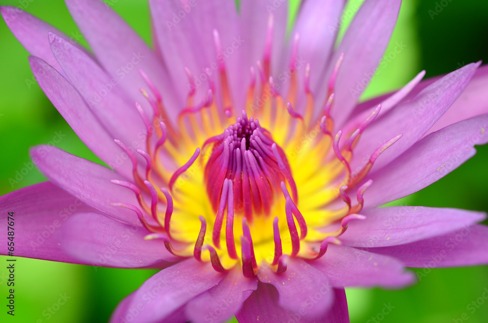 Pink lotus blossoms or water lily flowers blooming on pond Pink lotus blossoms or water lily flowers blooming on pond
