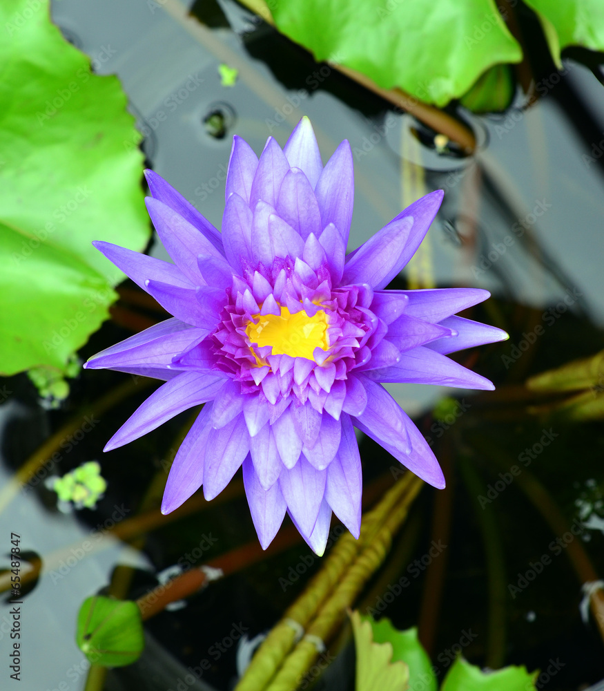 lotus blossoms or water lily flowers blooming lotus blossoms or water lily flowers blooming