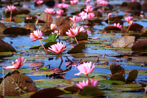 Lotus