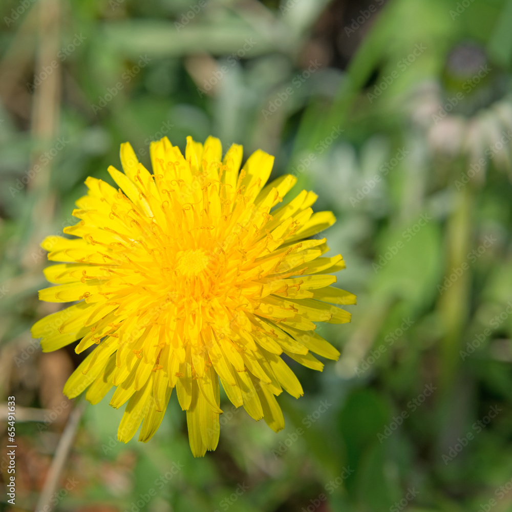 Gewöhnlicher Löwenzahn -Taraxacum sect. Ruderalia Gewöhnlicher Löwenzahn -Taraxacum sect. Ruderalia