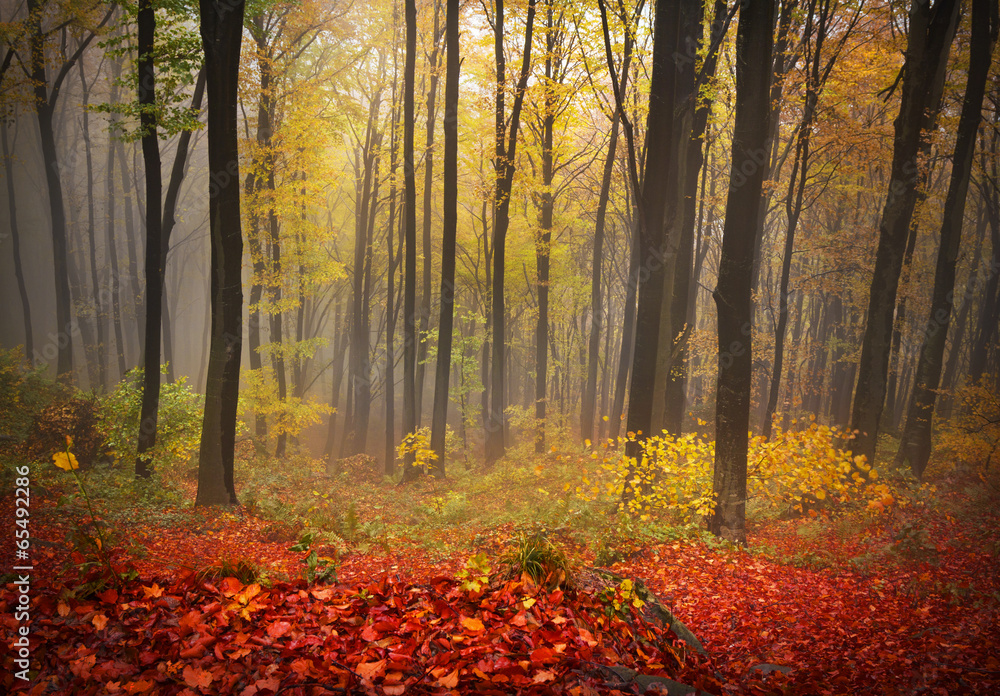 Fototapeta premium Foggy mystic forest during fall