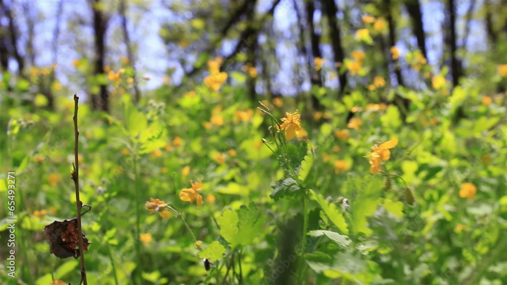 Charm of the spring wood. Yellow flowers. Slow motion Charm of the spring wood. Yellow flowers. Slow motion