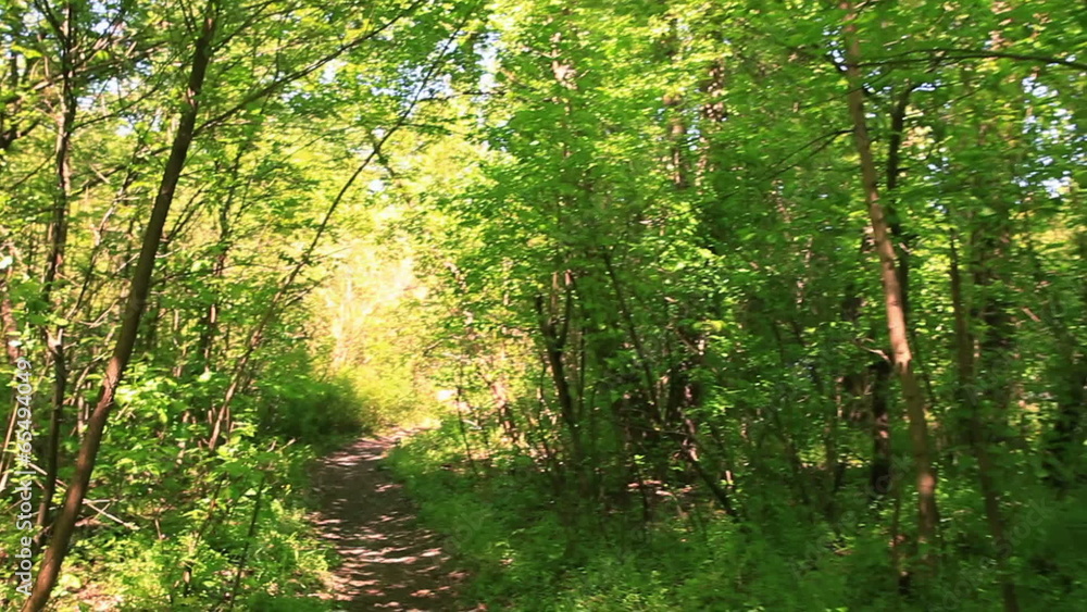 Slow walking in sunny wood with shadow. Steadicam shot Slow walking in sunny wood with shadow. Steadicam shot