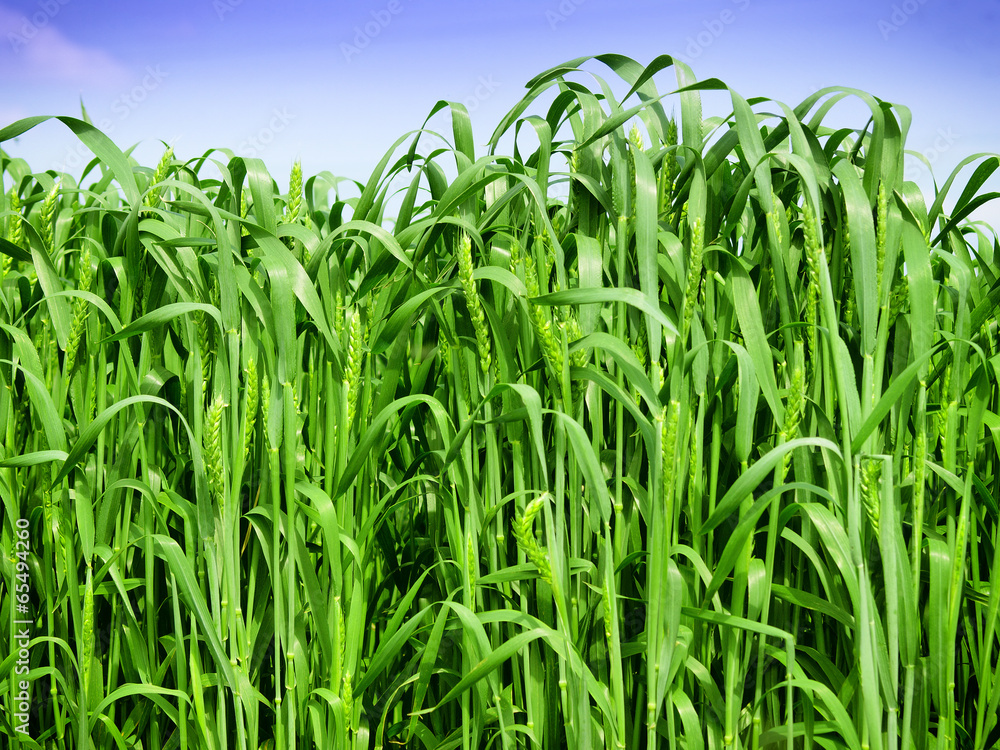 Fototapeta premium Wheat field