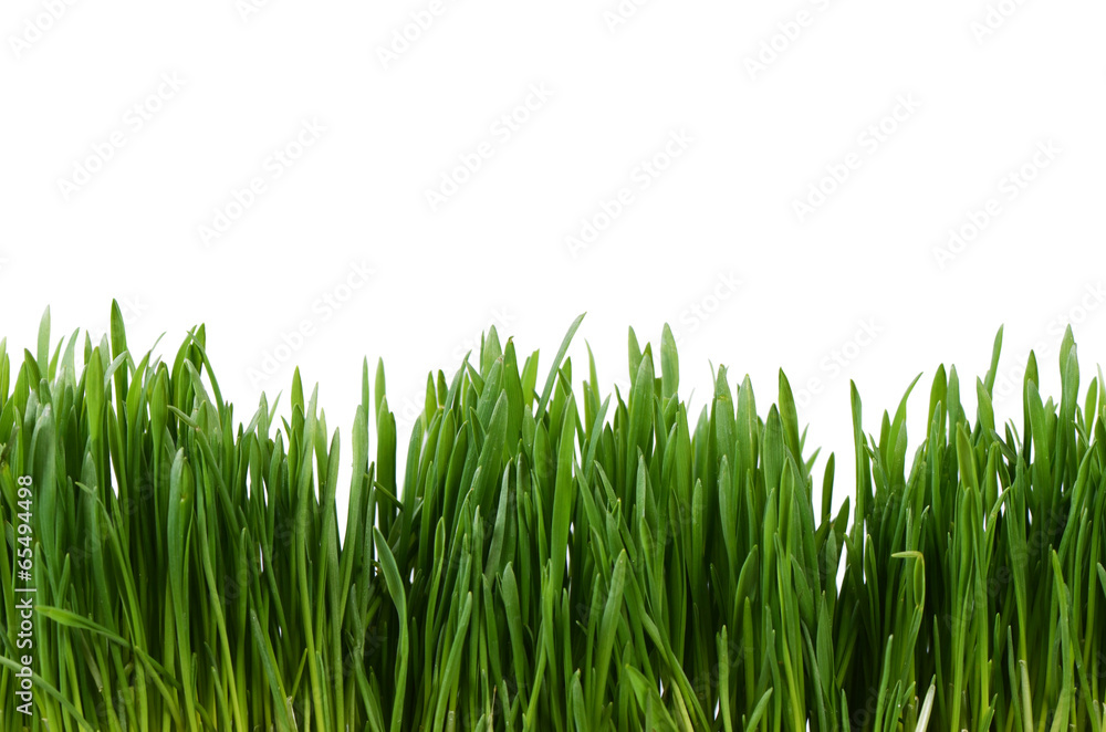 Obraz premium Green grass isolated on white background