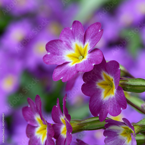 Fotografía Flower lilac primrose a background