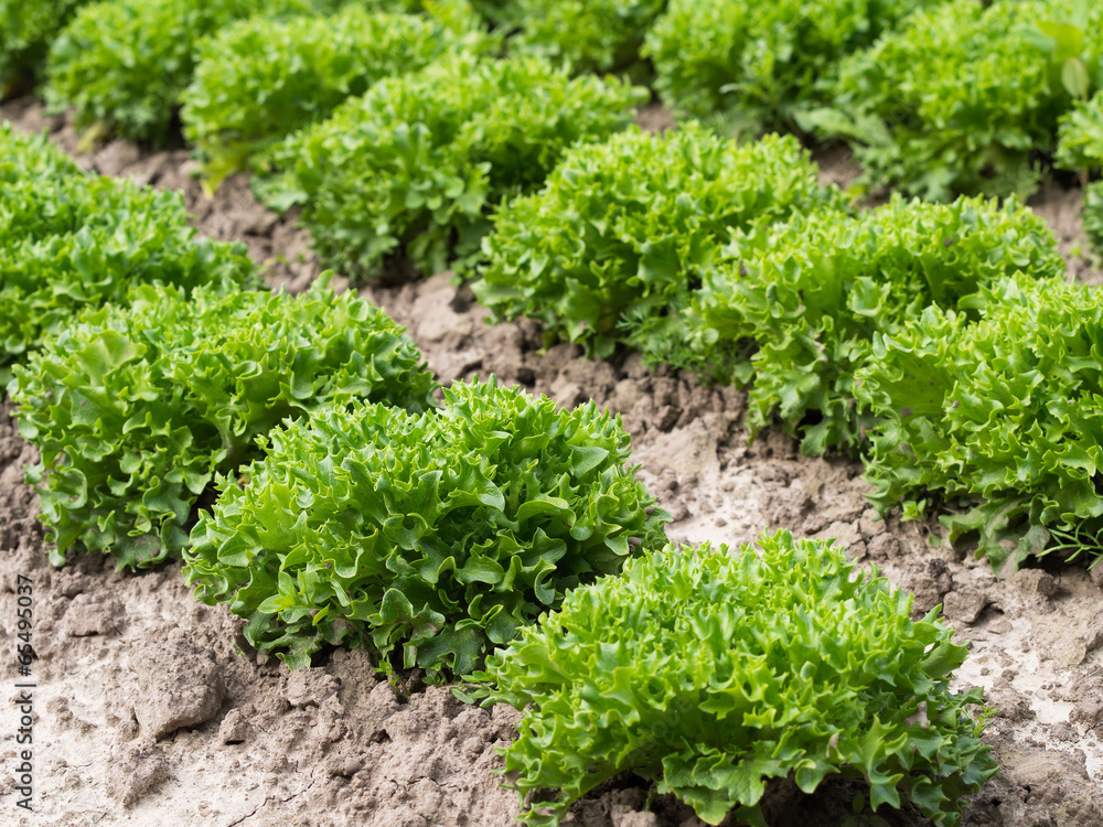 Salatköpfe Blattsalat - Lollo Bionda - Kraussalat Stock-Foto | Adobe Stock
